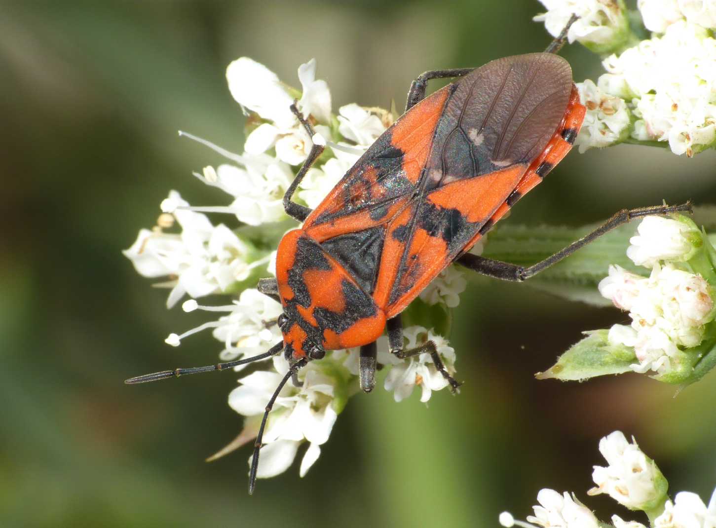 Lygaeidae: Spilostethus pandurus - Is. dei Gabbiani (Palau)